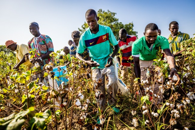 Des ouvriers agricoles engagés par Nabe pour récolter le coton